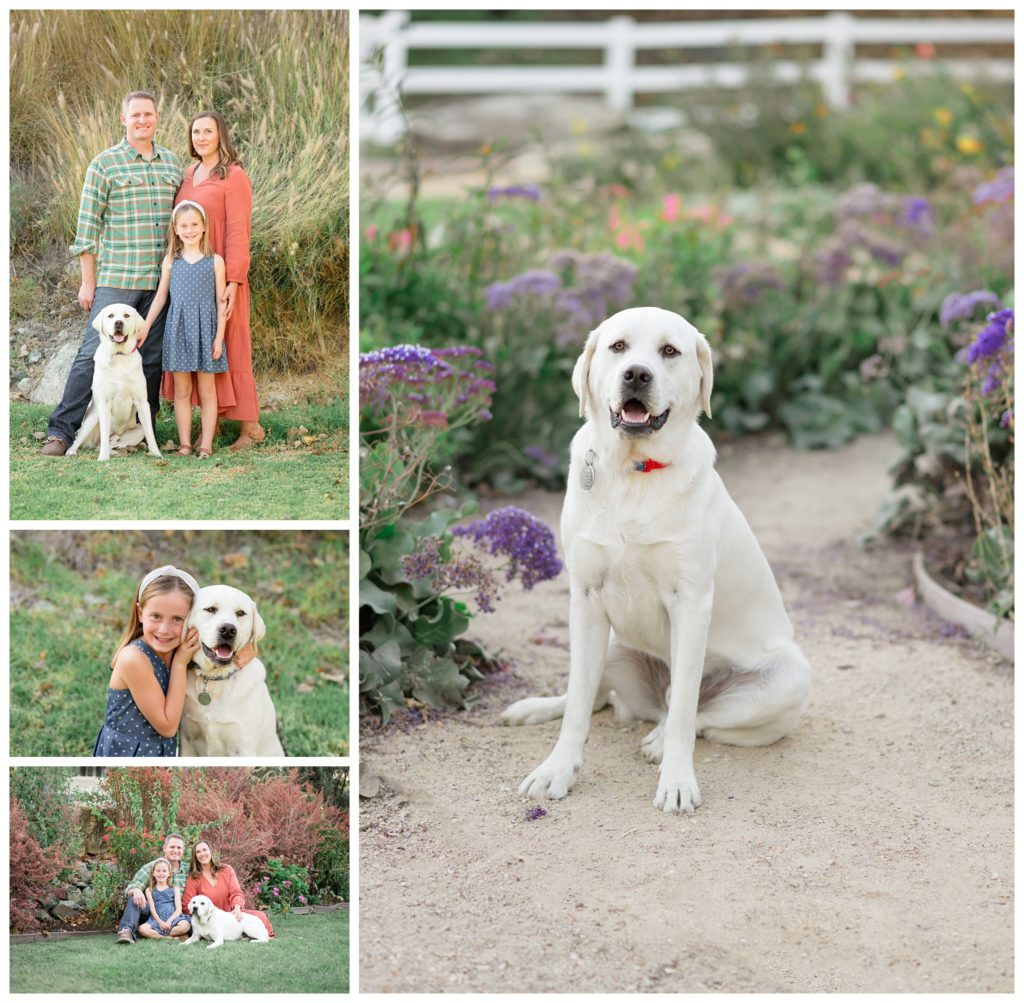 Dogs in your family photo sessions