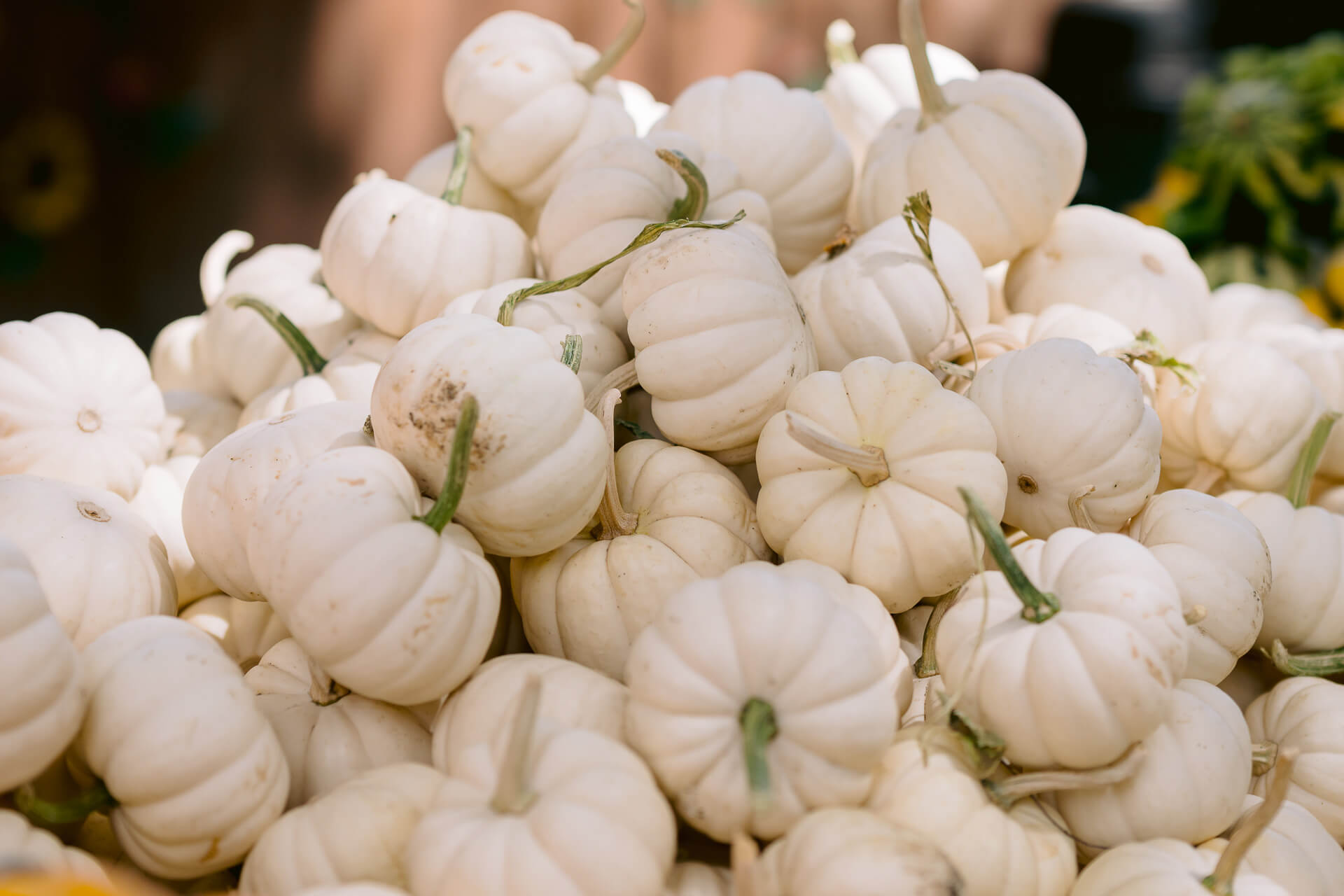 White pumpkins at Avila Barn